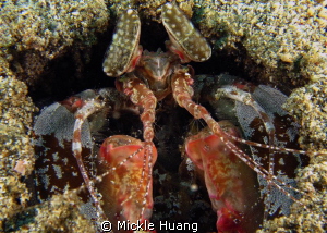 Mantis shrimp
Aniloa, the Philippines by Mickle Huang 